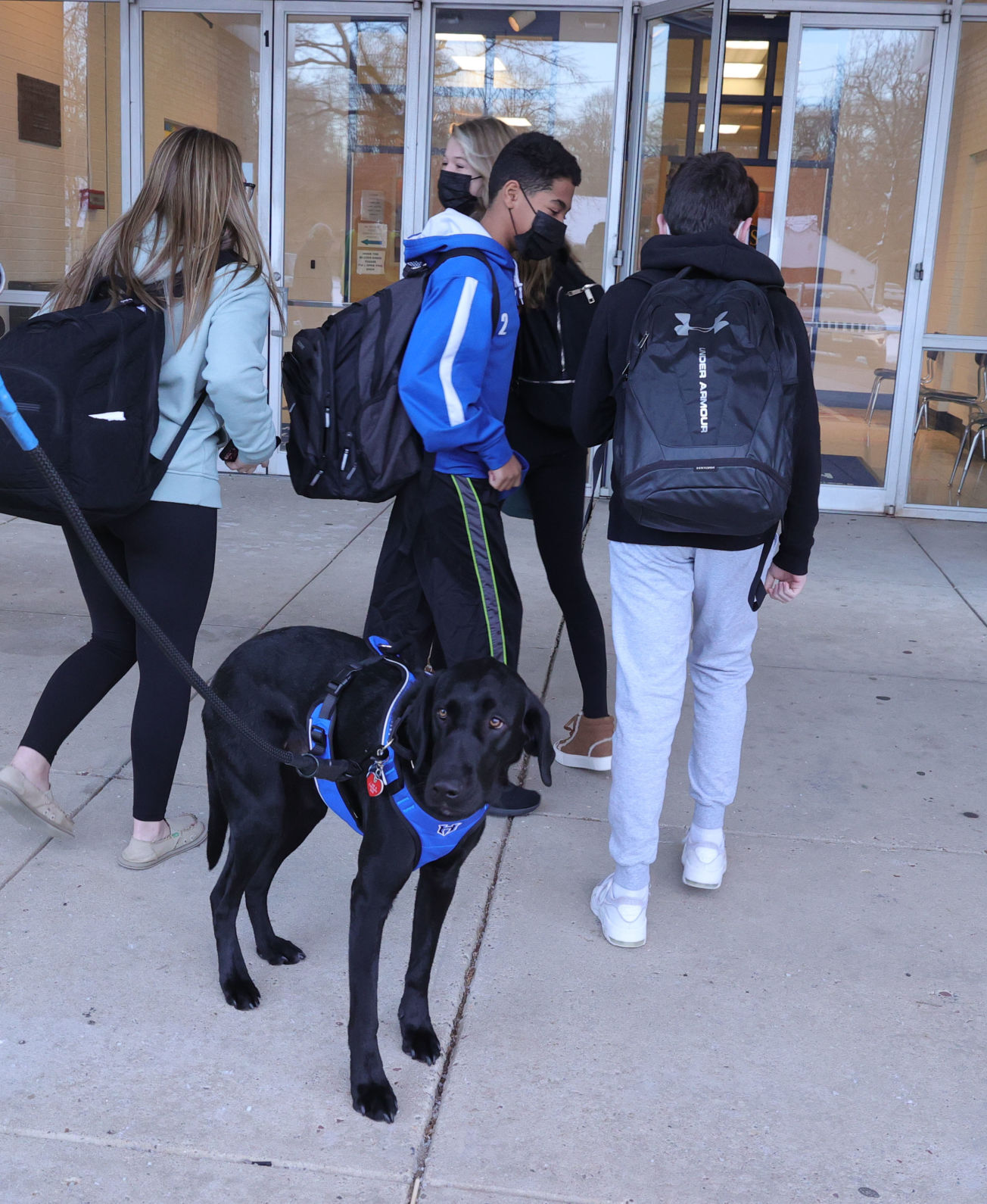 Wally Therapy Dog